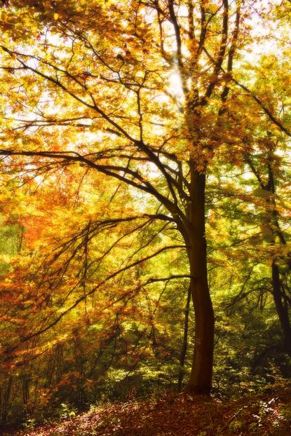  - Frumusetea toamnei