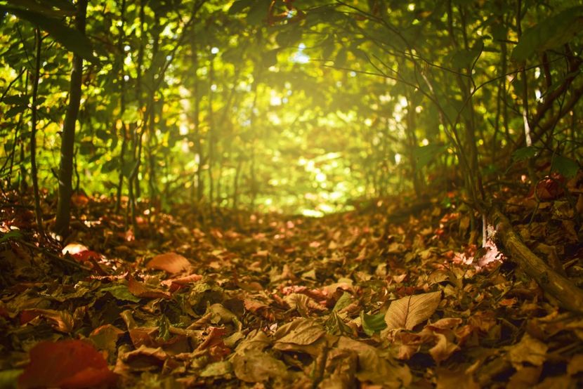  - Frumusetea toamnei