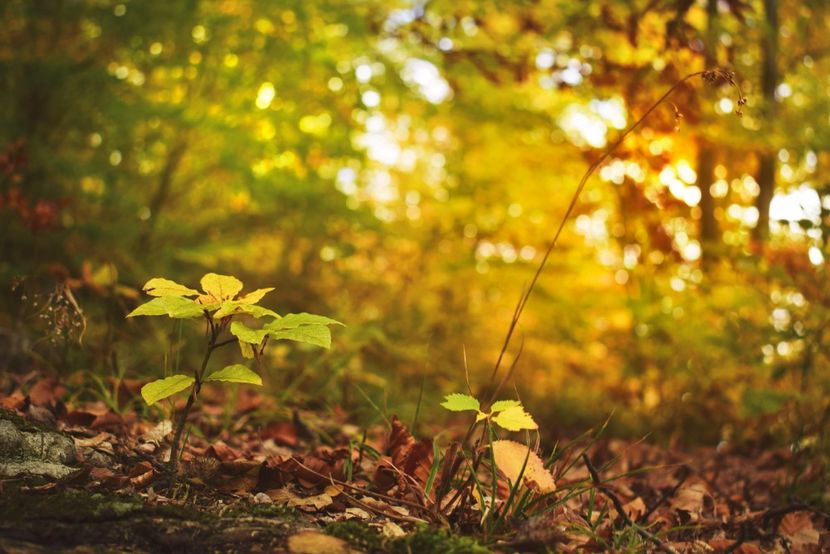  - Frumusetea toamnei