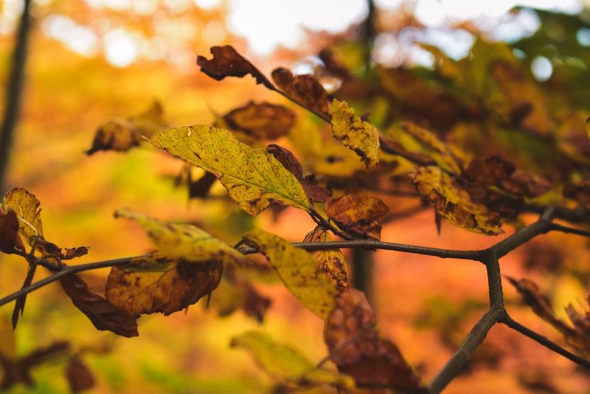  - Frumusetea toamnei