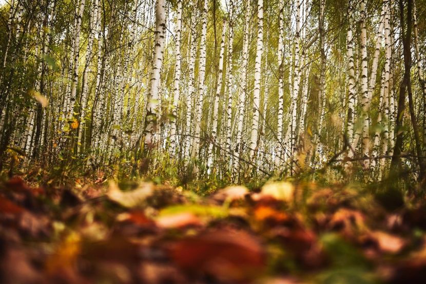  - Frumusetea toamnei