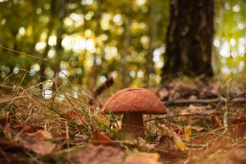  - Frumusetea toamnei