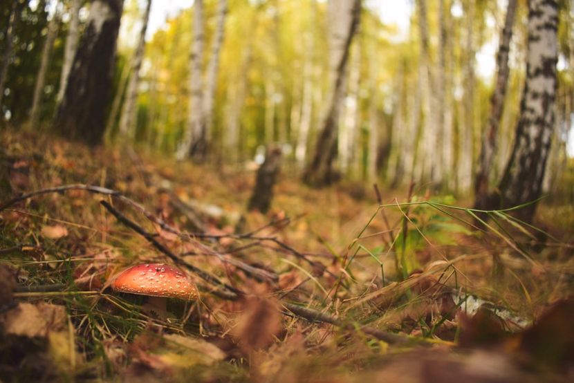  - Frumusetea toamnei