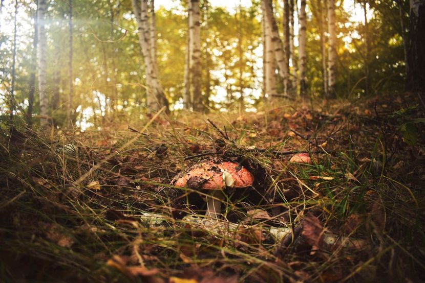  - Frumusetea toamnei