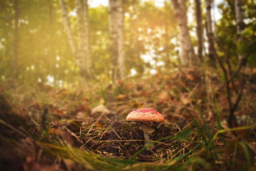  - Frumusetea toamnei