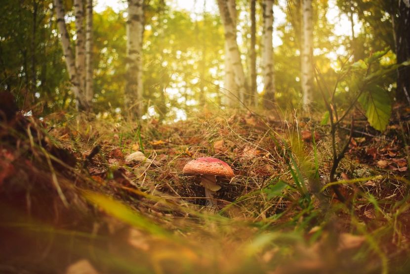  - Frumusetea toamnei