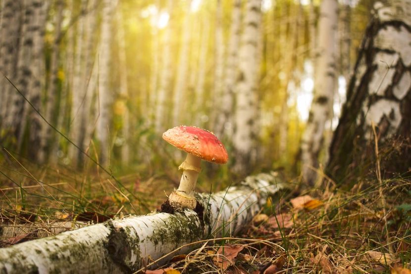  - Frumusetea toamnei