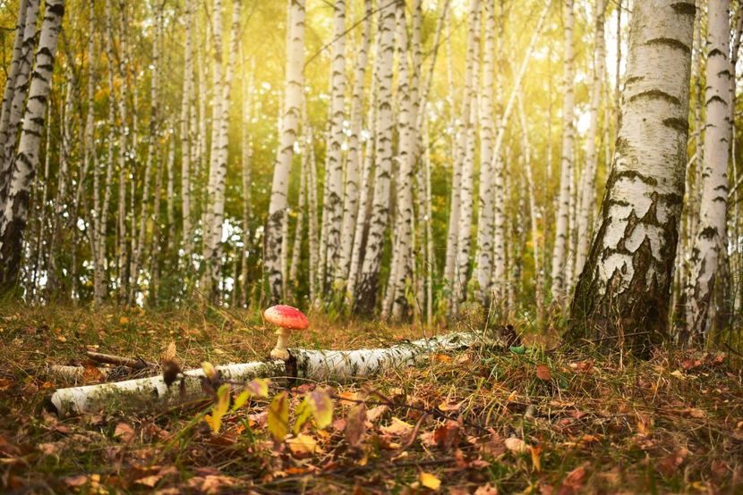  - Frumusetea toamnei