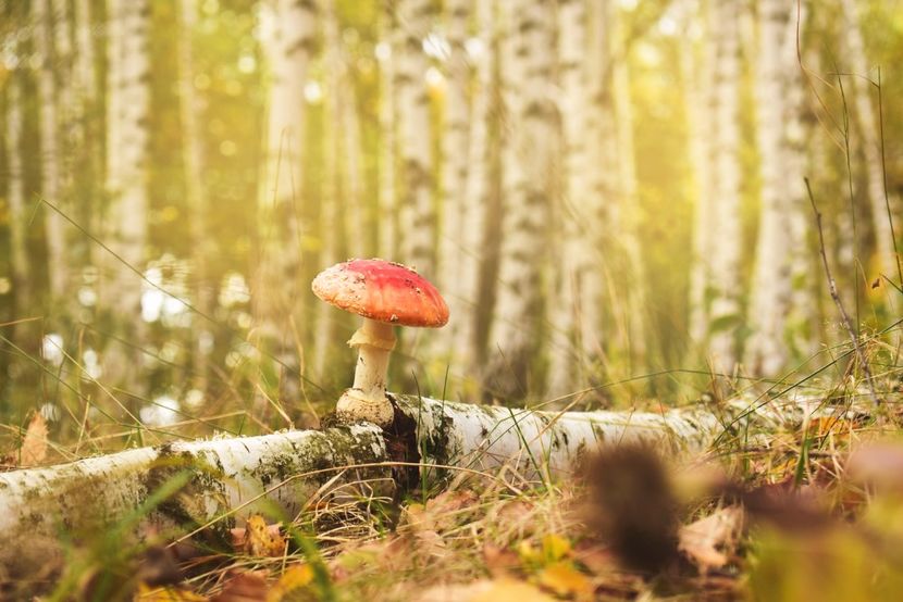  - Frumusetea toamnei