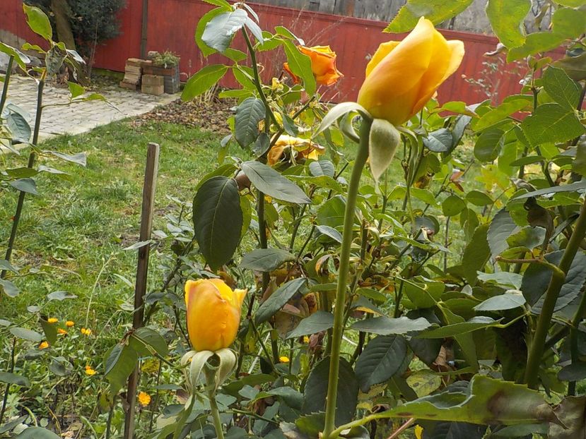 25 noiembrie - Flori noiembrie 2017