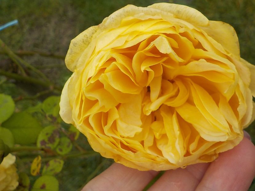 25 noiembrie - golden celebration