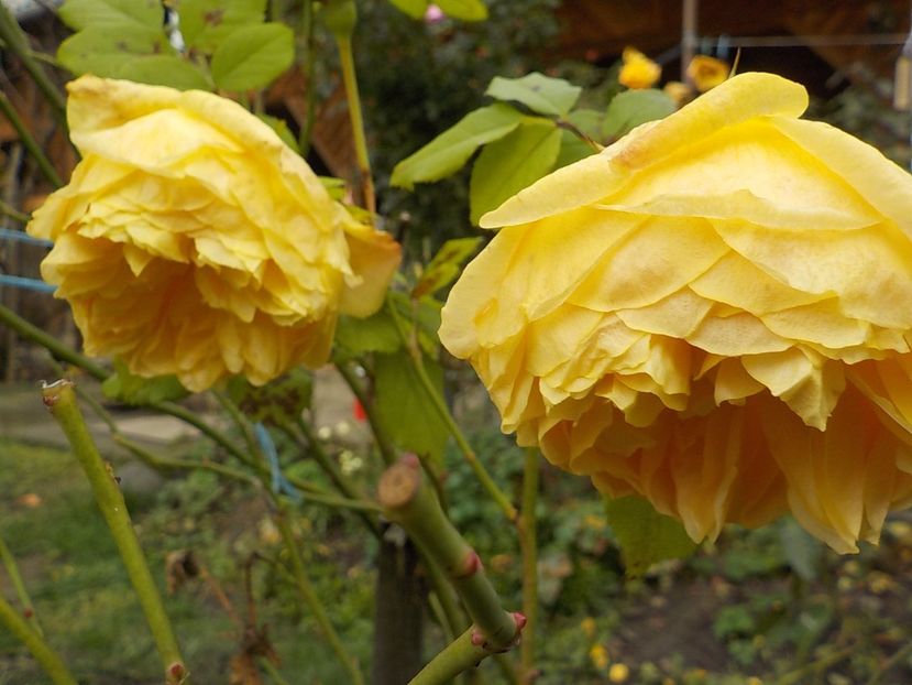 25 noiembrie - golden celebration