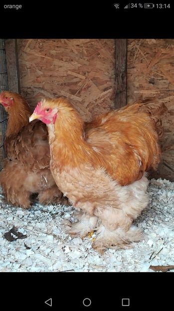  - Tineret din rasele care le detin 2017