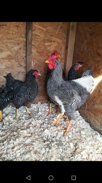  - Tineret din rasele care le detin 2017