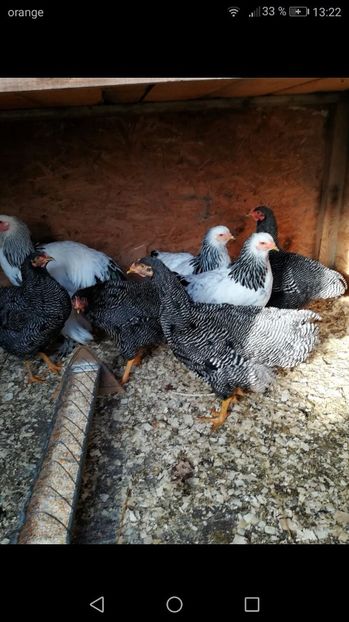  - Tineret din rasele care le detin 2017