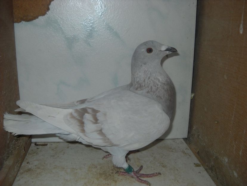 F.2015 - UNDEVA IN SUCEAVA arhiva