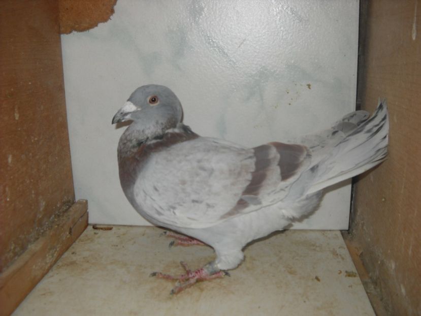 M.2015 - UNDEVA IN SUCEAVA arhiva