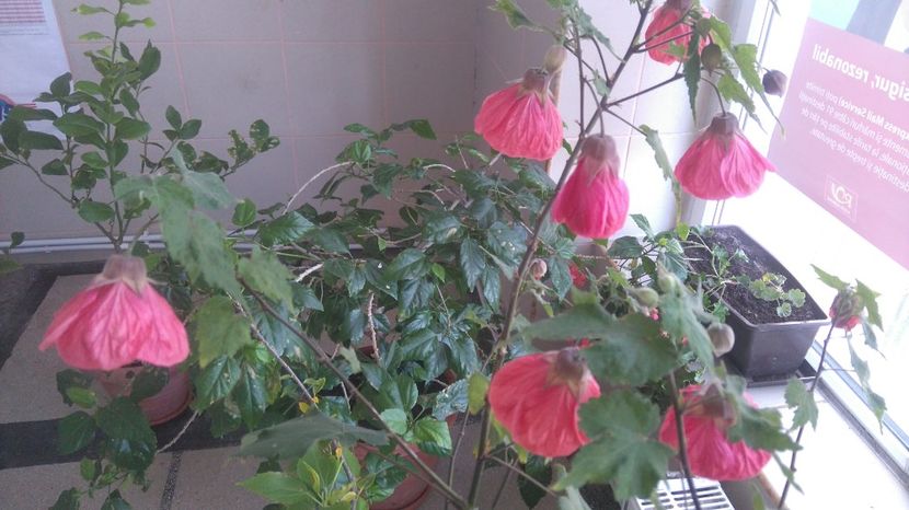 decembrie 2017 - Flori apartament