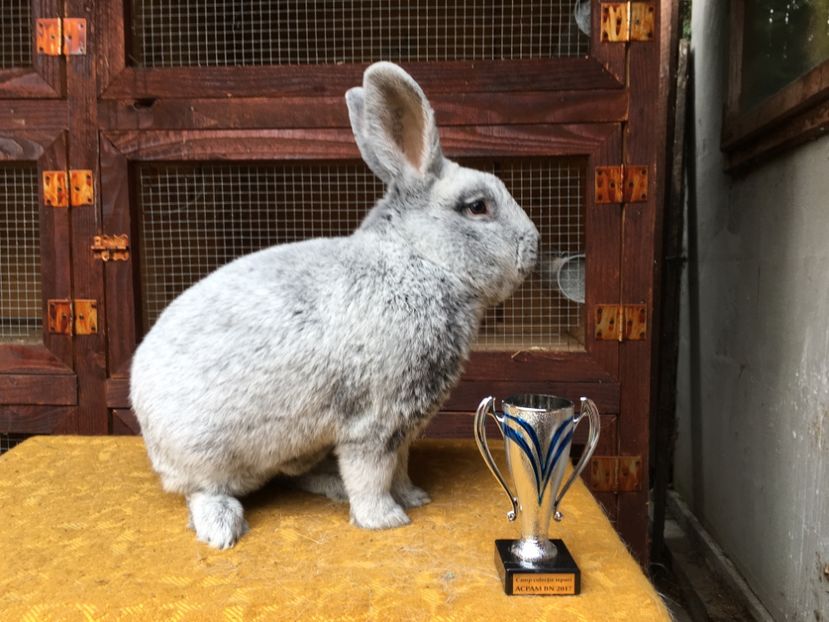 M 1-0 RO 67 10618 Campion colectie 94,0 p Bistrita 2017 - X Iepuri ce i-am avut