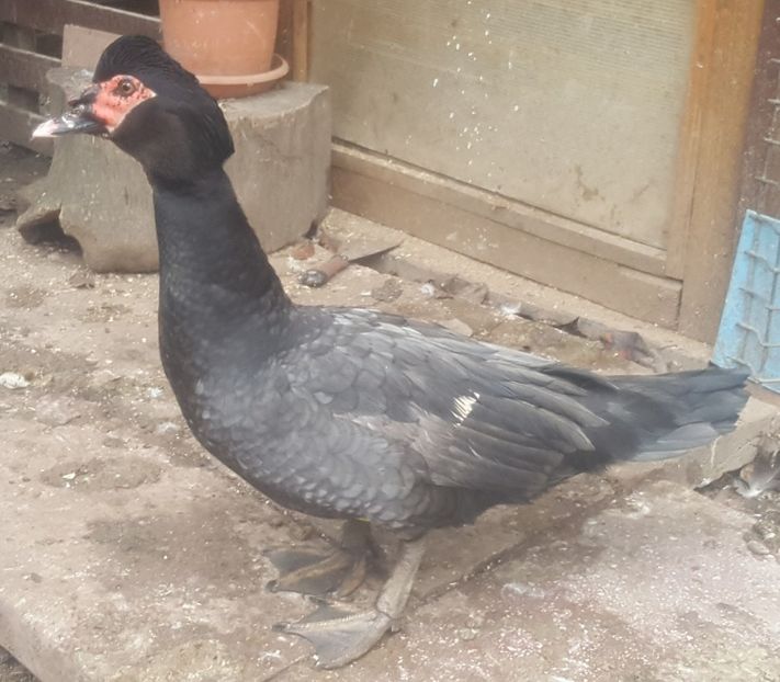 Warzenenten blau - Bomboane asortate 2017