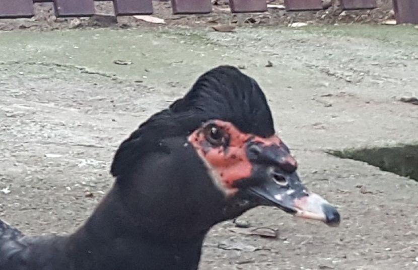 Profil - Bomboane asortate 2017