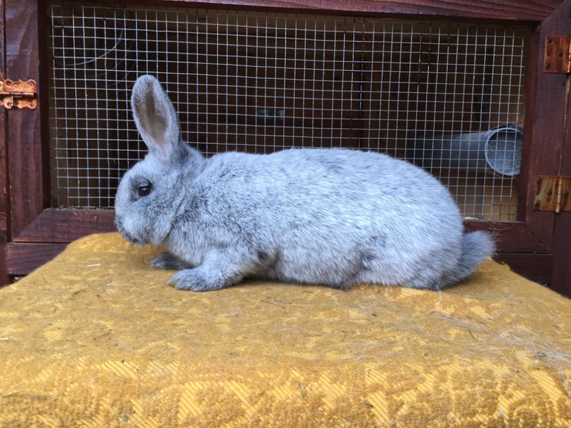 F 0-1, RO 12 6770, 25.11.2017, 3,35 Kg, mama RO 60, tata Germania - X Iepuri ce i-am avut