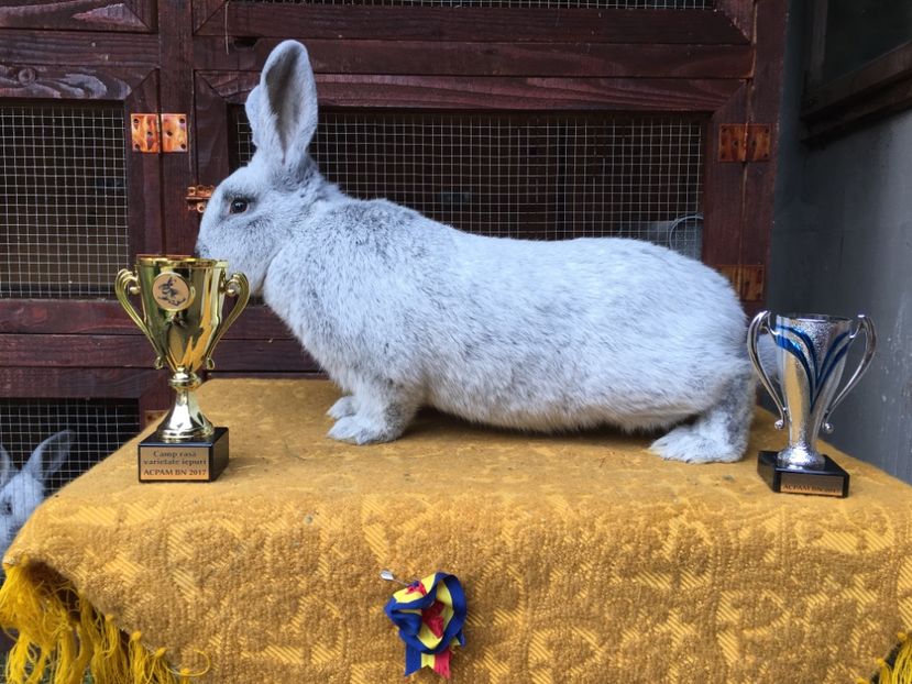 CRV si CC 96,5 p Bistrita 2017 - 1 - Rezultate Expo Bistrita 16-11-2017