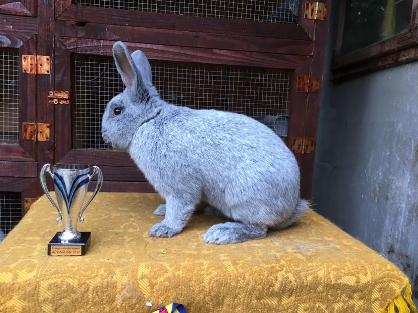 CC 95,5 p Bistrita 2017 - 1 - Rezultate Expo Bistrita 16-11-2017