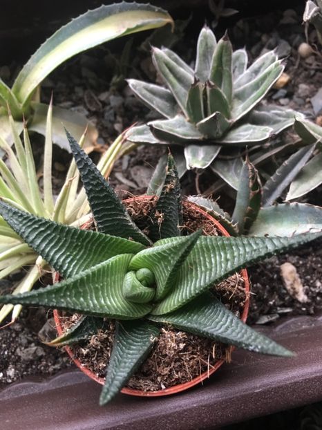 Haw limifolia - haworthia