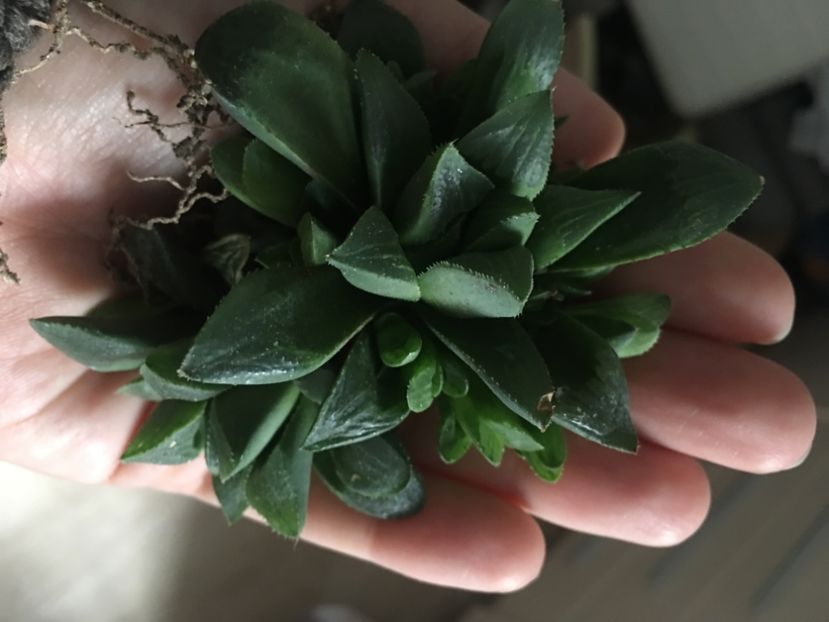 Haw mutica - haworthia