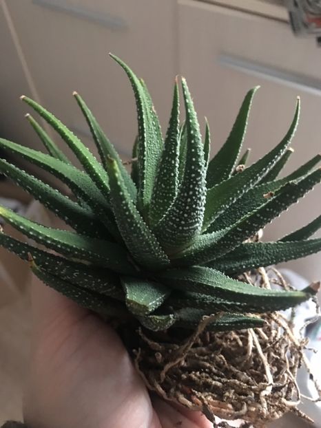 Haw fasciata - haworthia