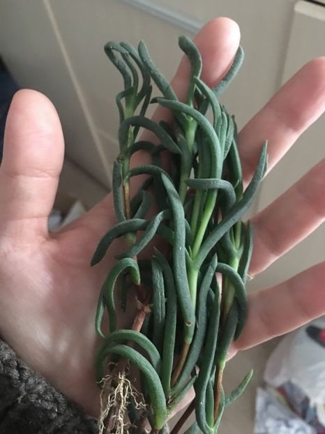 Lampranthus multiradiatus - echeveria