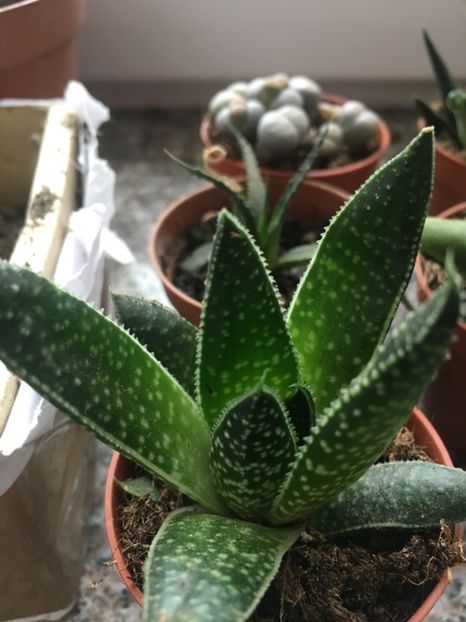 Gasteraloe - Aloe
