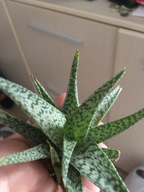 Aloe rauhii - Aloe