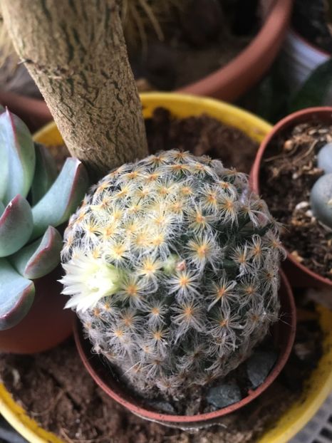  - CACTUSI rog identificare