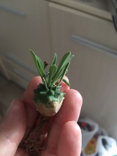 Euphorbia japonica - CACTUSI rog identificare