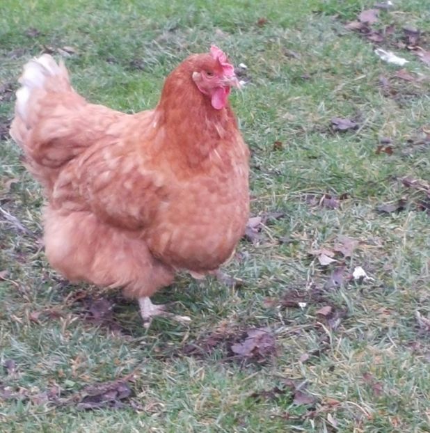 Găină 2014 - H-Găini Comune