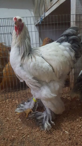  - Brahma herminat deschis pe albastru