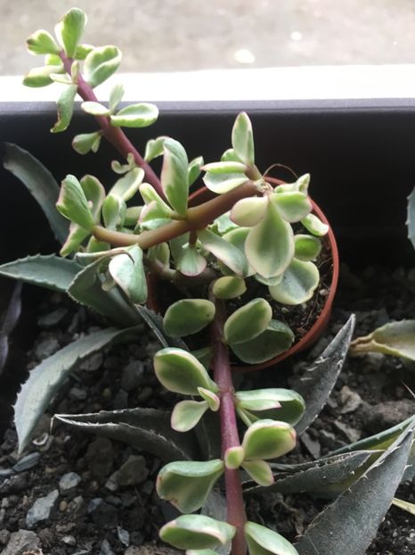 10 lei - Disponibile Noiembrie