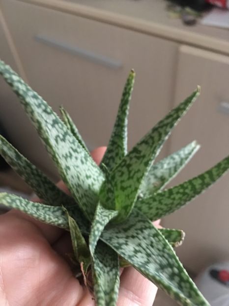 7 lei puiul - Disponibile Noiembrie