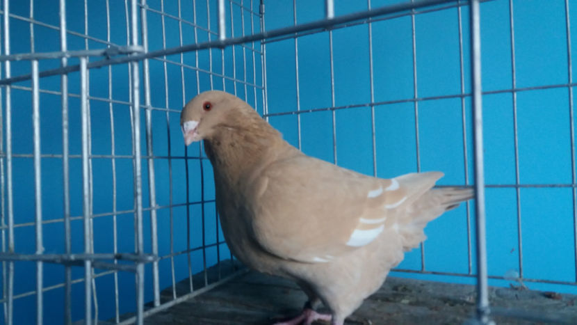 F-2016 - 8-AMERICANI-VANDUTI