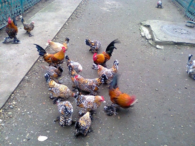 Fotografie2919 - pt 2018