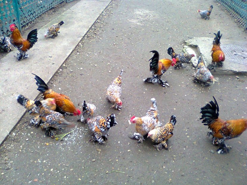 Fotografie2918 - pt 2018