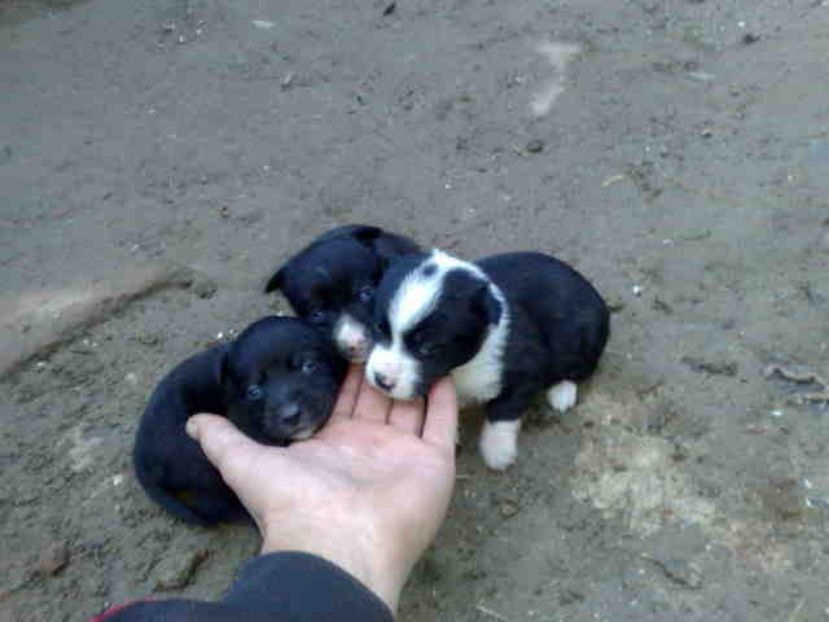  - Caini de sobolani-dihori-paza