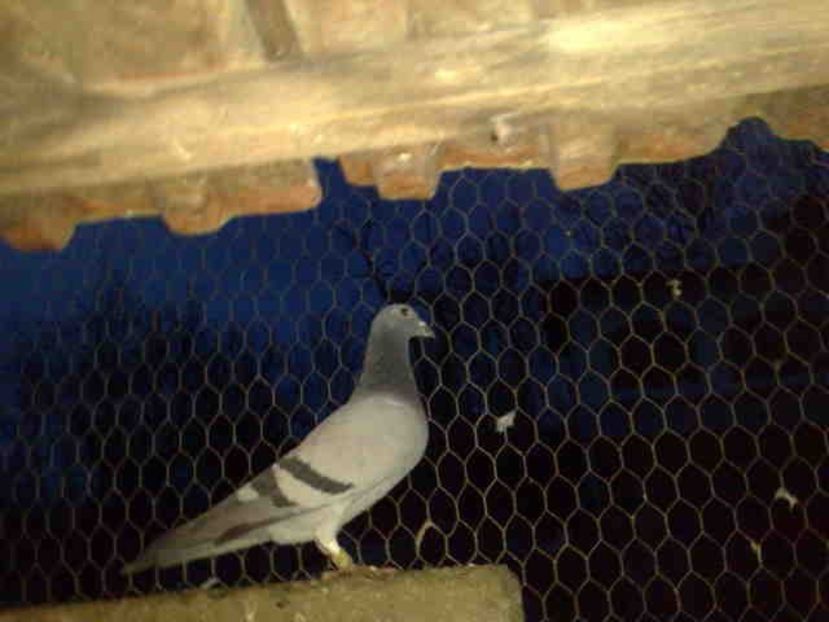 268 - X-Porumbei vinduti