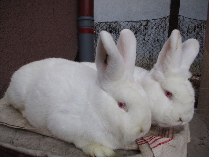 pereche din 2017 ! - Neozeelandez TINERET 2017