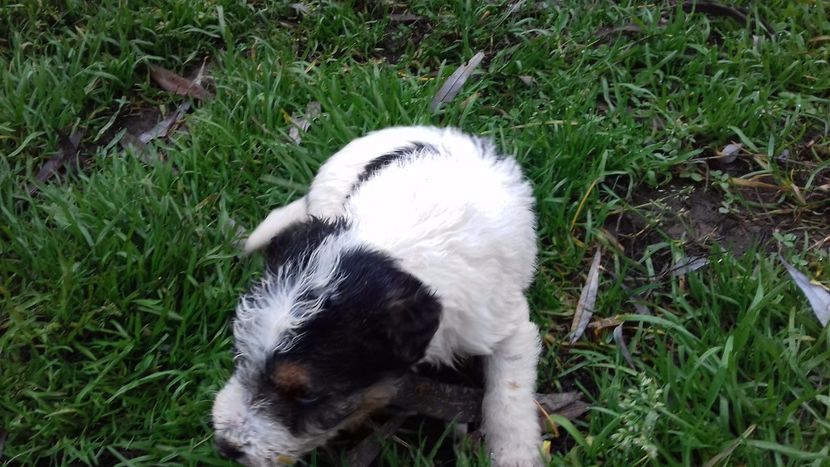  - Fox terrier Pui de vinzare