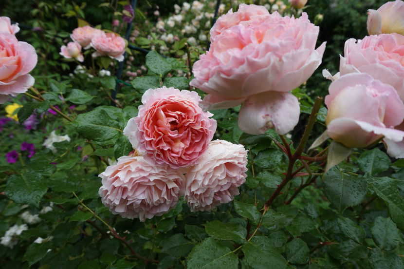 Abraham Darby - 0 Top trandafiri shrub 120cm-150cm