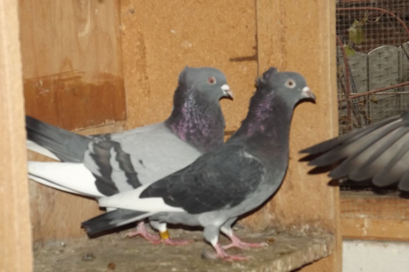  - Zburatori de Beograd