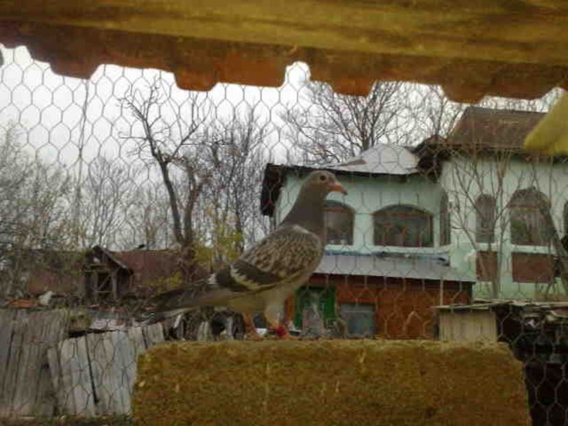 269-pui - X-Porumbei vinduti